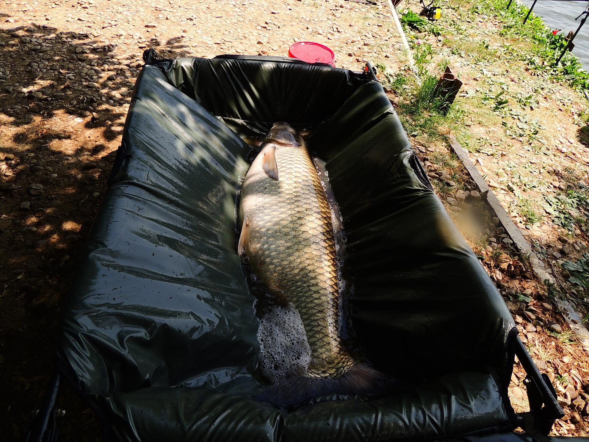 Tancabesti 14 - 16 iunie 2015 - dscn6757.JPG